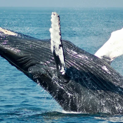 Baleine à bosse