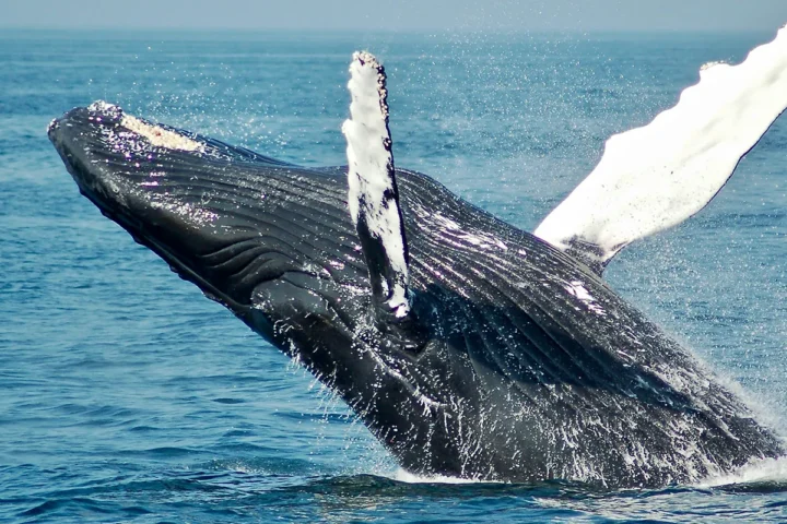 Baleine à bosse
