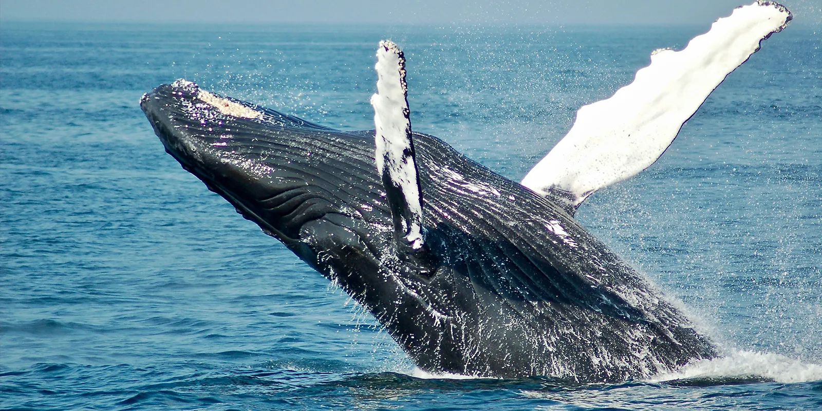 Saison des baleines 2026 : les cétacés sont de retour dans les eaux réunionnaises
