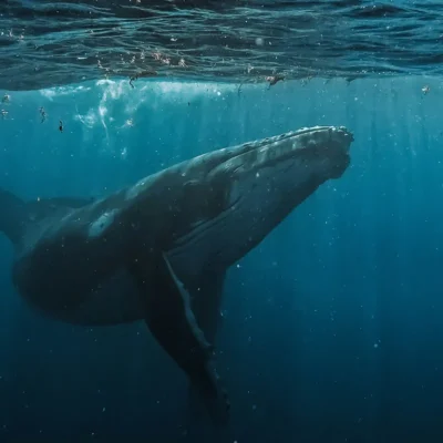 Baleine à bosse