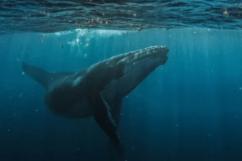 Saison 2026 des baleines à bosse : les premières observations