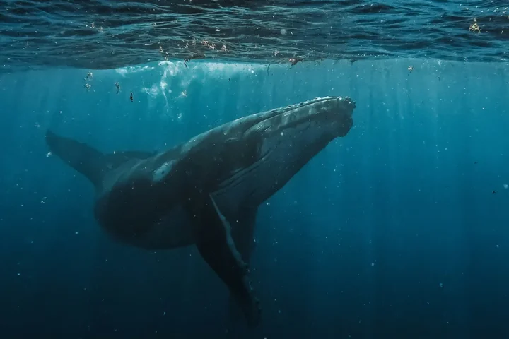 Baleine à bosse