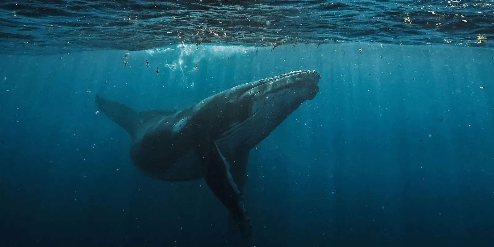 Saison 2026 des baleines à bosse : les premières observations