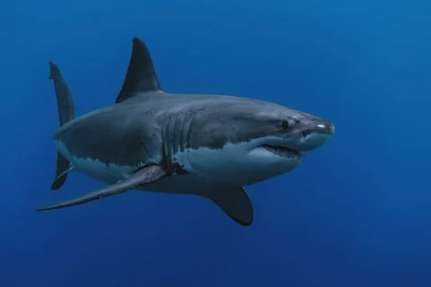 Surveillance requins : bilan du 1er semestre 2026