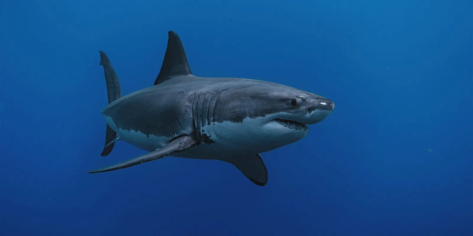 Surveillance requins : bilan du 1er semestre 2026