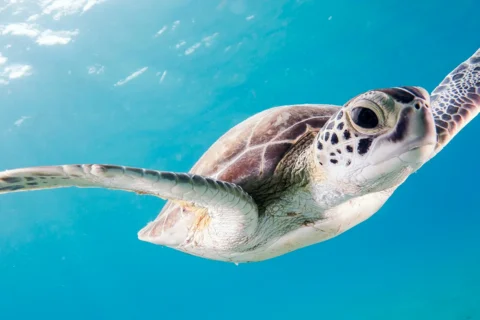 Tortues vertes en nombre à Saint-Gilles, comptage record