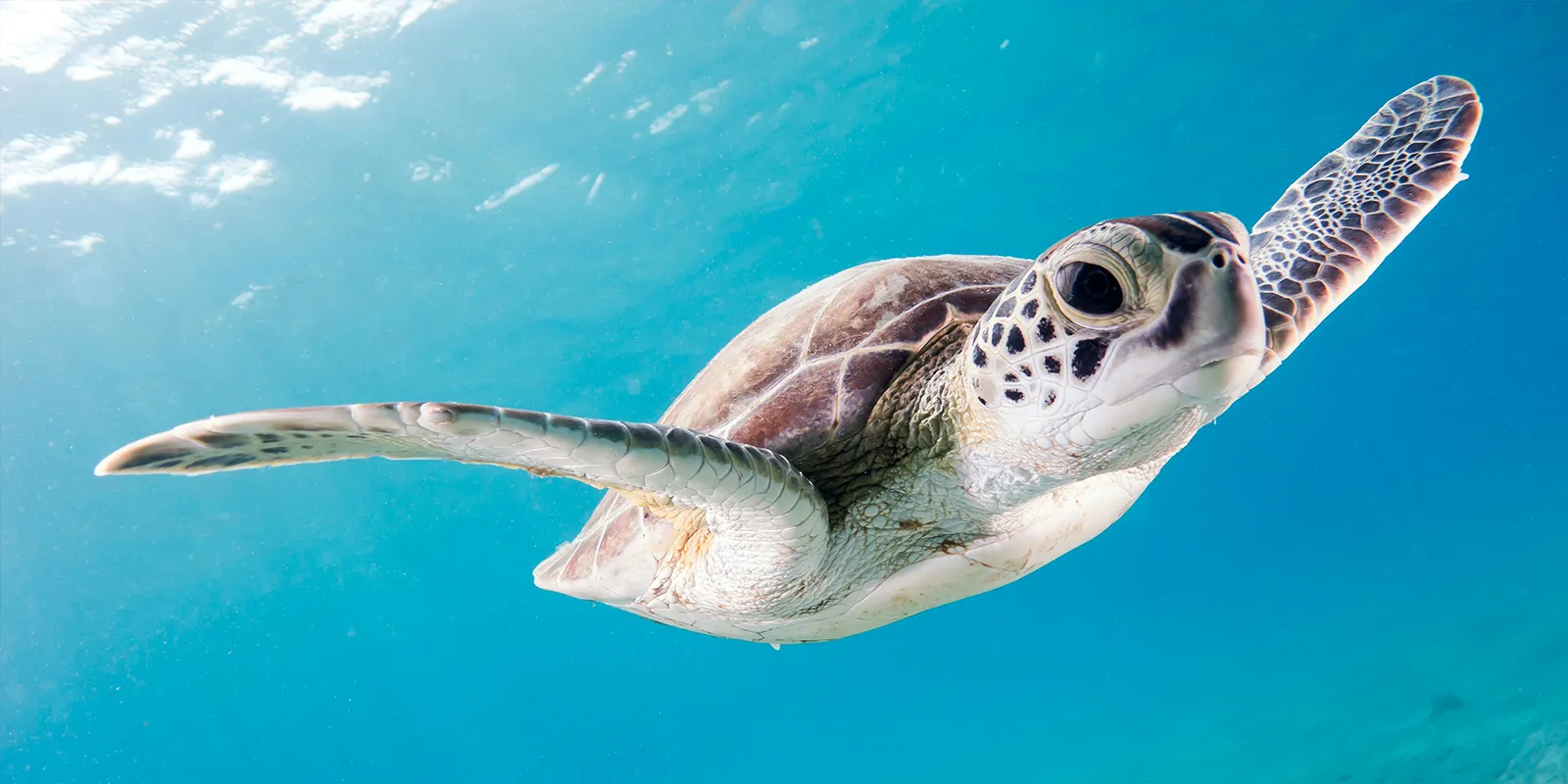 Tortues vertes en nombre à Saint-Gilles, comptage record