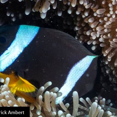 Poisson-clown de Maurice