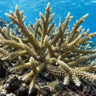 Le corail branchu (Acropora muricata) est une espèce constructrice essentielle à l'architecture des récifs