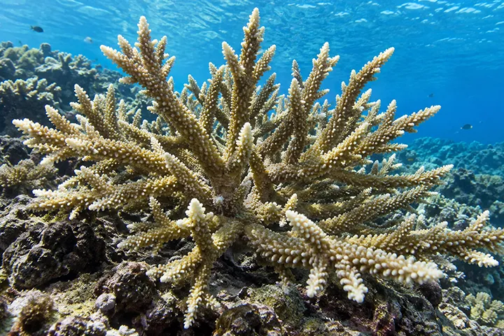 Le corail branchu (Acropora muricata) est une espèce constructrice essentielle à l'architecture des récifs