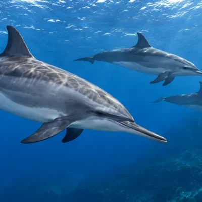 Le dauphin à long bec (Stenella longirostris) est célèbre pour ses sauts acrobatiques