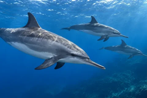 Le dauphin à long bec (Stenella longirostris) est célèbre pour ses sauts acrobatiques