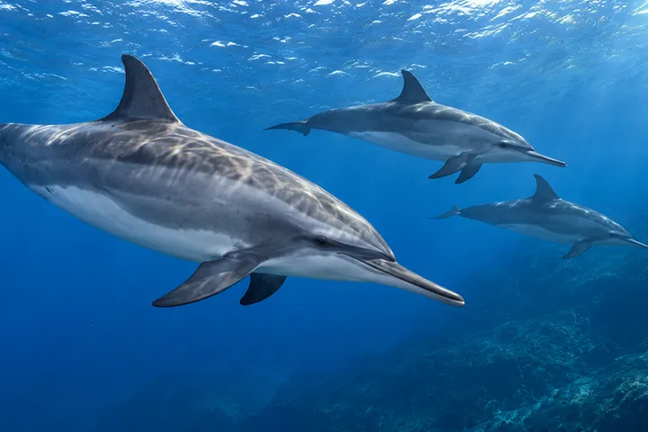Le dauphin à long bec (Stenella longirostris) est célèbre pour ses sauts acrobatiques
