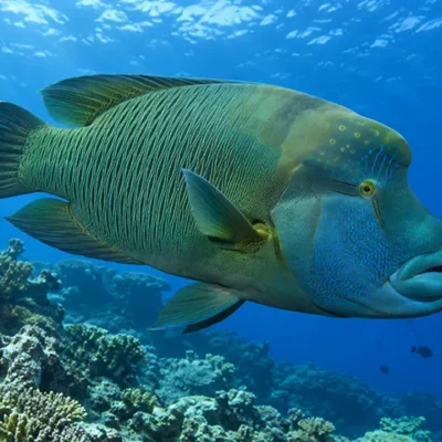 Le napoléon (Cheilinus undulatus) est le plus grand poisson de la famille des labres