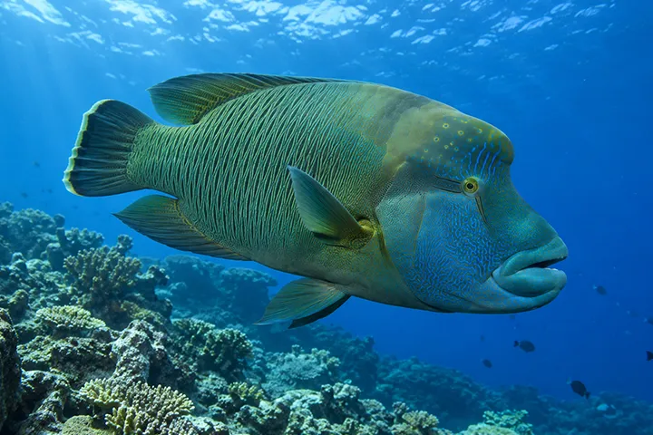 Le napoléon (Cheilinus undulatus) est le plus grand poisson de la famille des labres