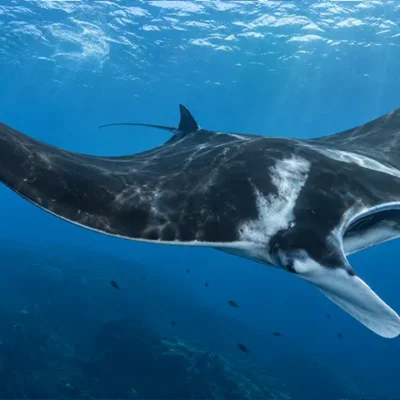 La raie manta océanique (Mobula birostris) est la plus grande raie du monde