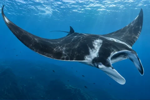 La raie manta océanique (Mobula birostris) est la plus grande raie du monde