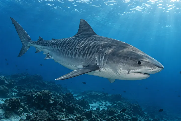 Le requin tigre (Galeocerdo cuvier) est un grand prédateur côtier au régime alimentaire très varié