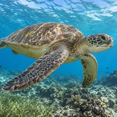 Tortue verte : Chelonia mydas, une des plus grandes tortues marines du monde, herbivore à l'âge adulte