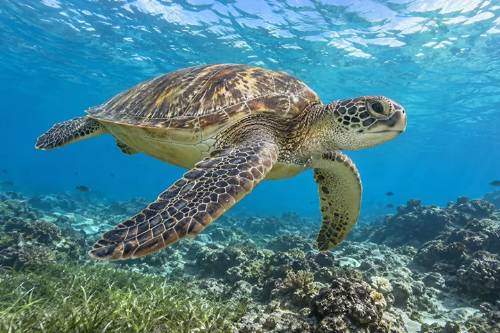 Tortue verte : Chelonia mydas, une des plus grandes tortues marines du monde, herbivore à l'âge adulte