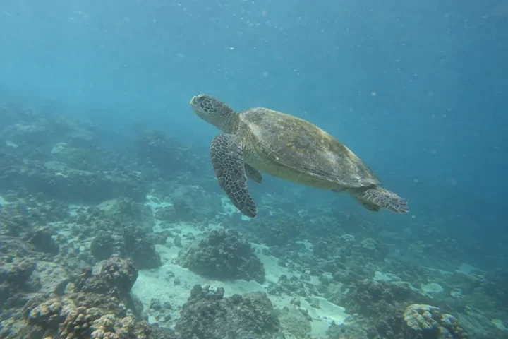 Tortue verte
